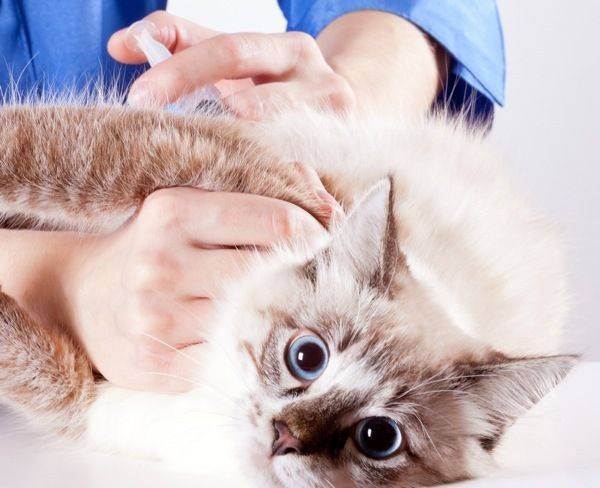 Правила и особенности вакцинации кошек