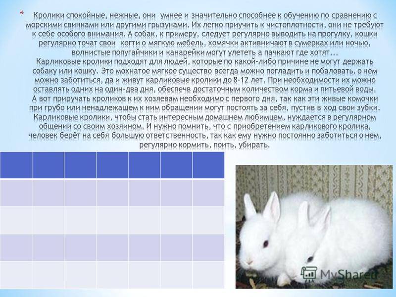 Кролик года жизни. История про кролика. Сообщение о кролике. Сообщение о домашних кроликах. Доклад про кролика.