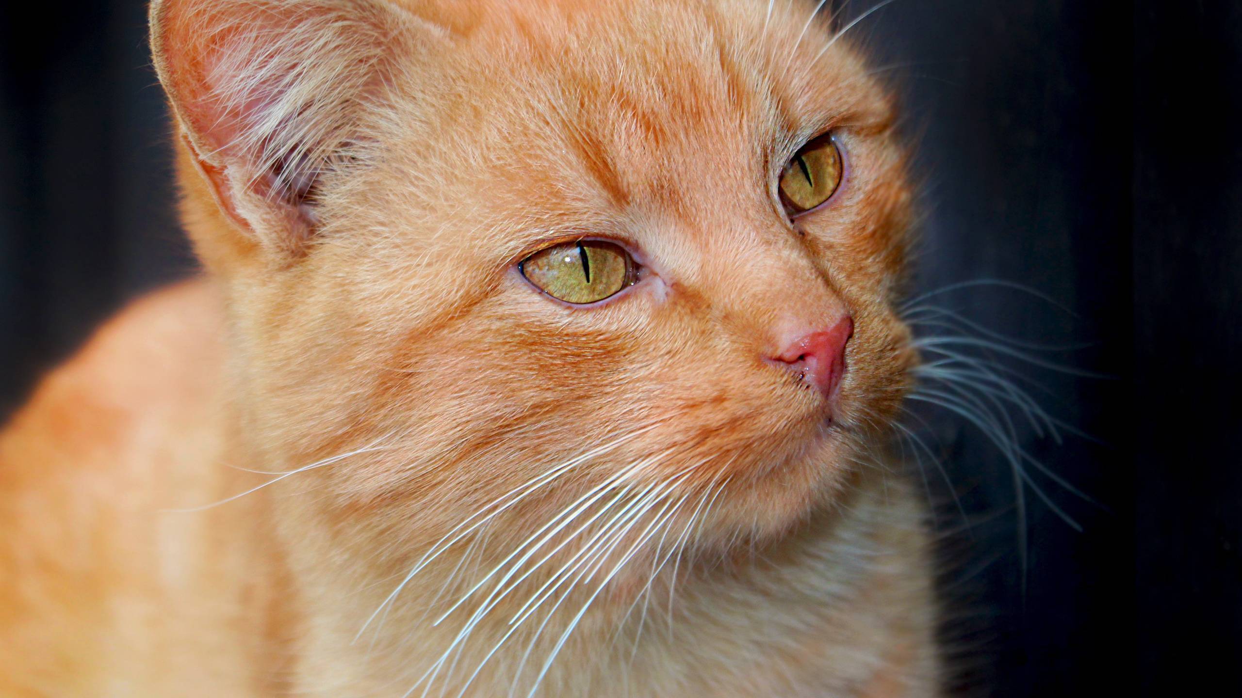 Кот рыже белый: окрас и характер, популярные породы