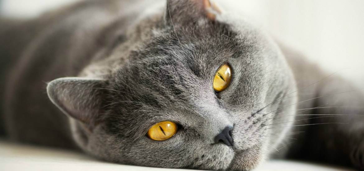 Вызывают ли аллергию британские коты
