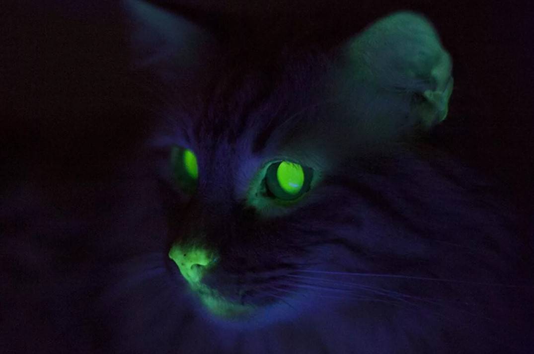 У кошек в темноте светятся глаза, как и почему это происходит