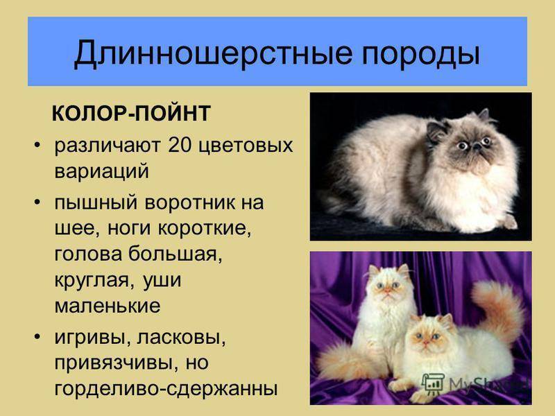 Домашняя длинношерстная кошка ????: фото, описание, характер, здоровье и чем кормить, уход, история | for-pet