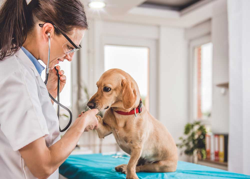 Ветеринарная помощь домашним животным
