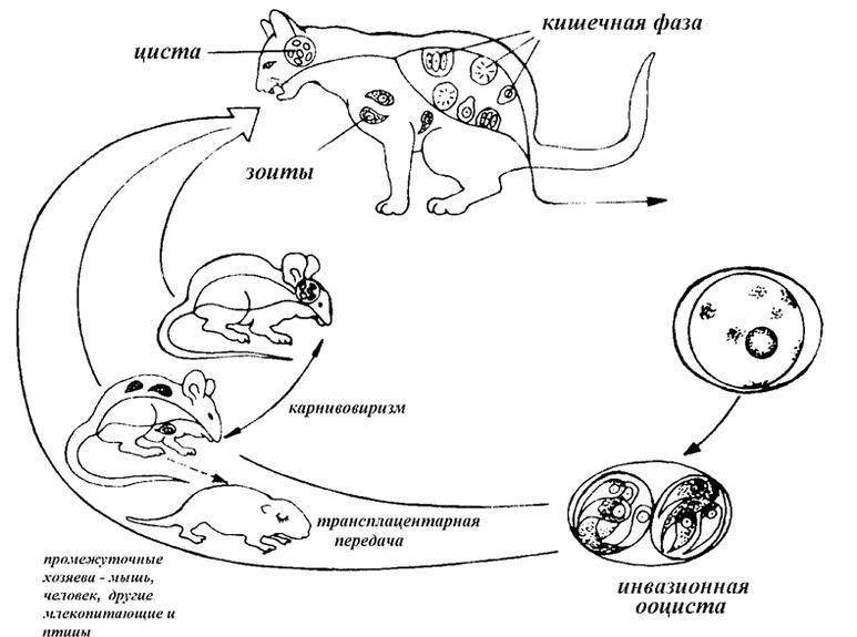 Токсоплазмоз у кошек: симптомы и лечение болезни (с фото)