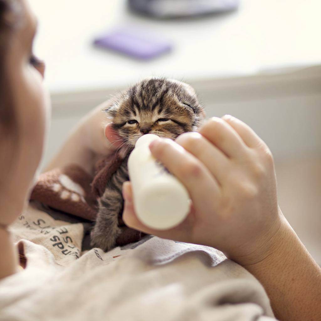 Как выкормить новорожденного котенка без кошки