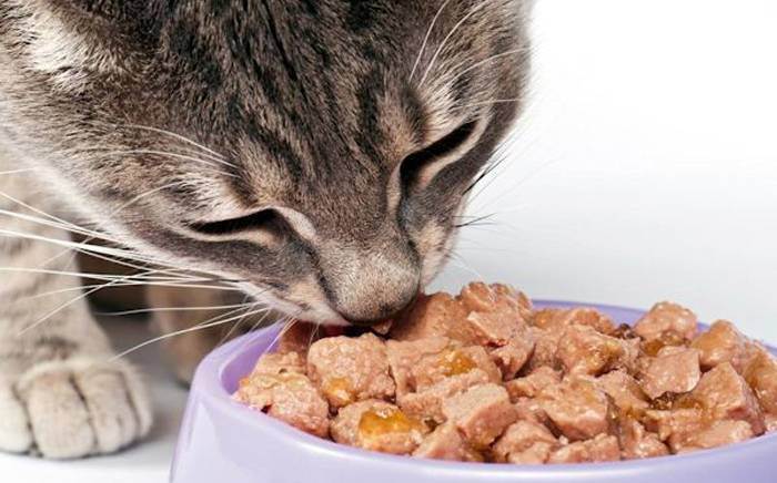 Какой корм для котят лучше: советы и рекомендации