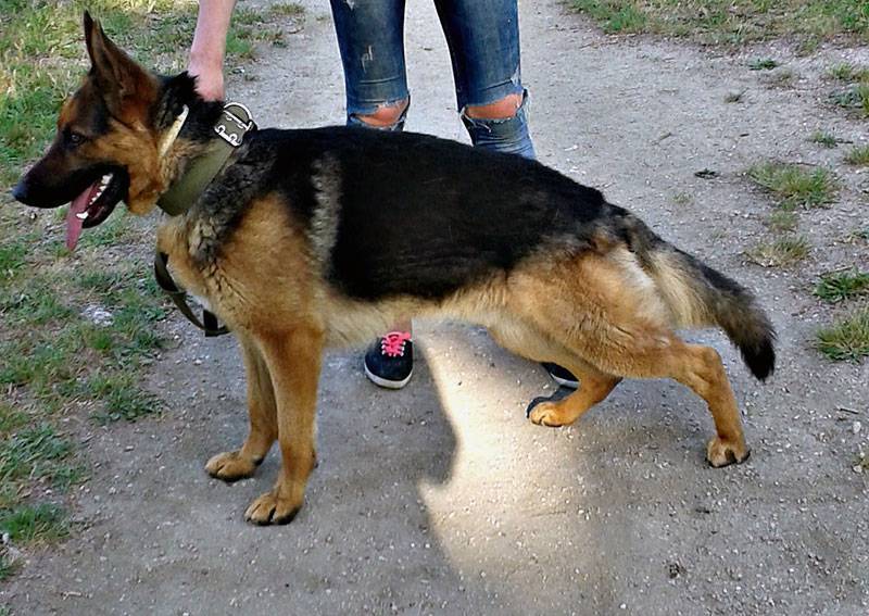 Как правильно случать собак немецкой овчарки первый раз