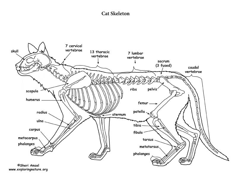 Особенности строения кошек: подробное описание анатомии внутренних органов