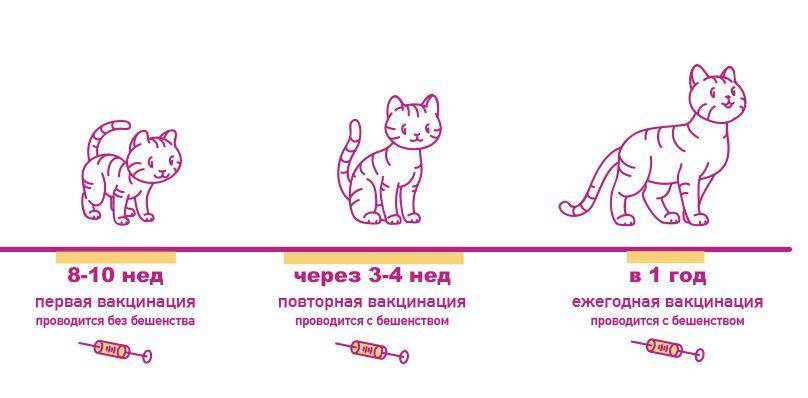 Цены прививок для котят - zhivomag