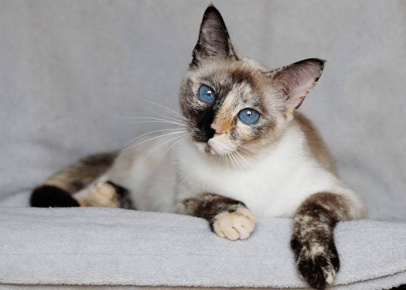 Тайская кошка (фото): верный компаньон с удивительным окрасом и голубыми глазами