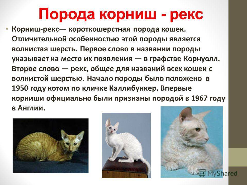 Самые редкие кошки: названия пород, их описания и фотографии