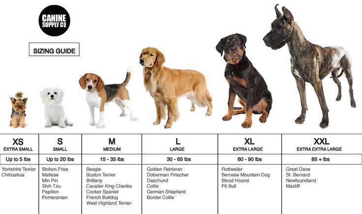 Размеры карликового пуделя по месяцам: сколько должна весить взрослая собака этой породы и до какого возраста они растут?
