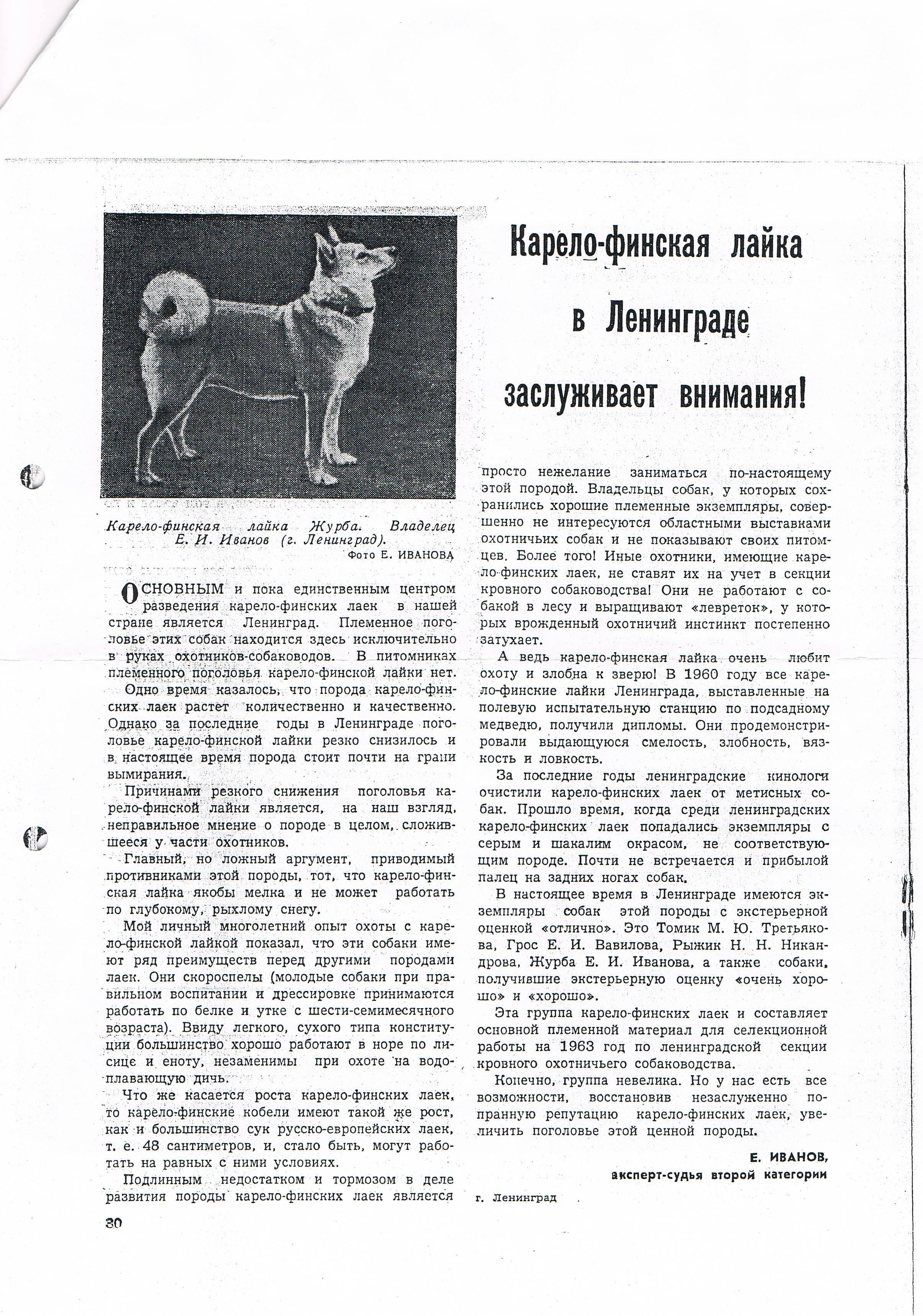 Карело финская лайка - описание породы, охота с собакой и другие полезные факты