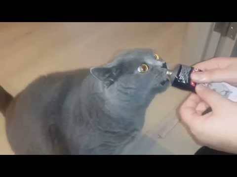 Как почистить зубы коту, кошке в домашних условиях: зубная паста, щетка