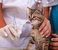 Как сделать прививку коту на дому самостоятельно — в мышцу и в холку