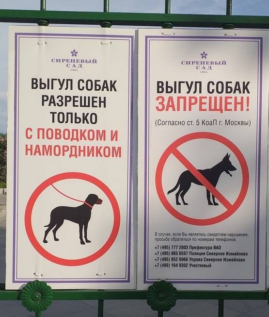 Закон о выгуле собак, что нужно знать о запретах и штрафах