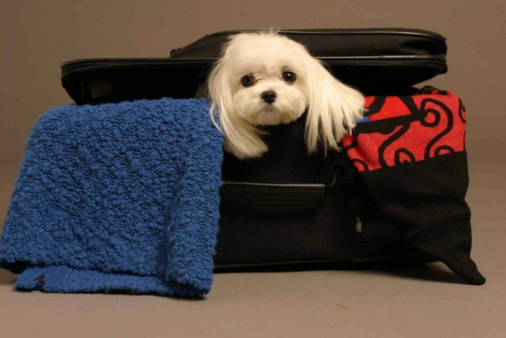 Как путешествовать с животными: подготовка к поездке, основные правила и советы