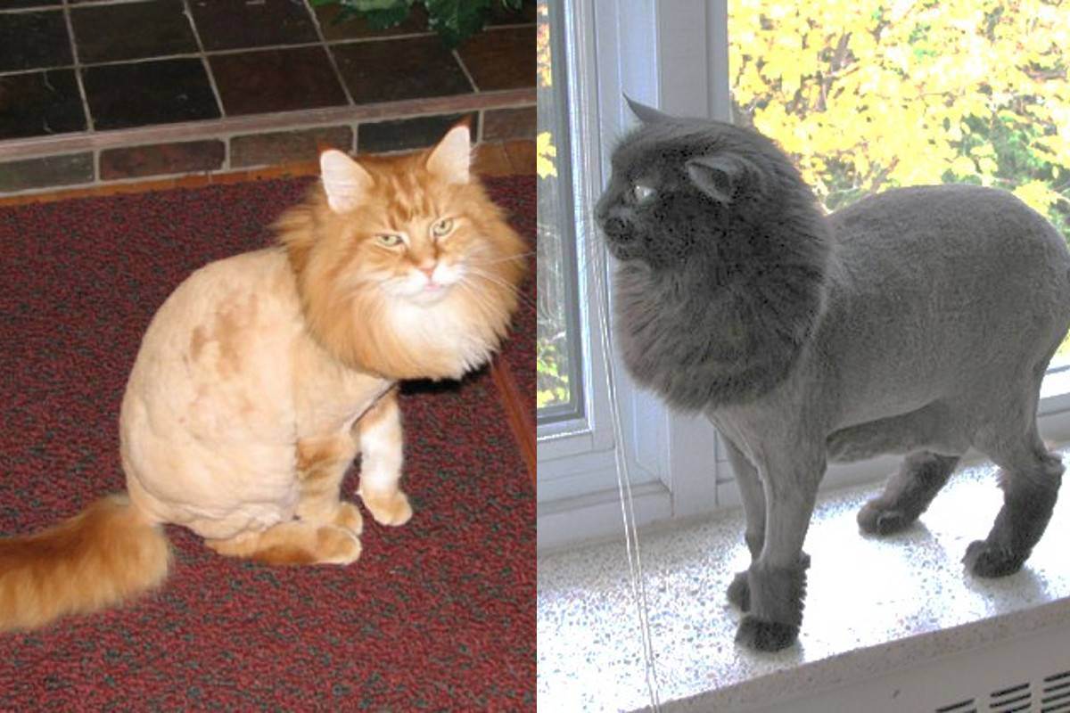 Почему считается, что нельзя стричь кошек, как часто можно делать стрижку или брить питомцев и как быстро они обрастают?