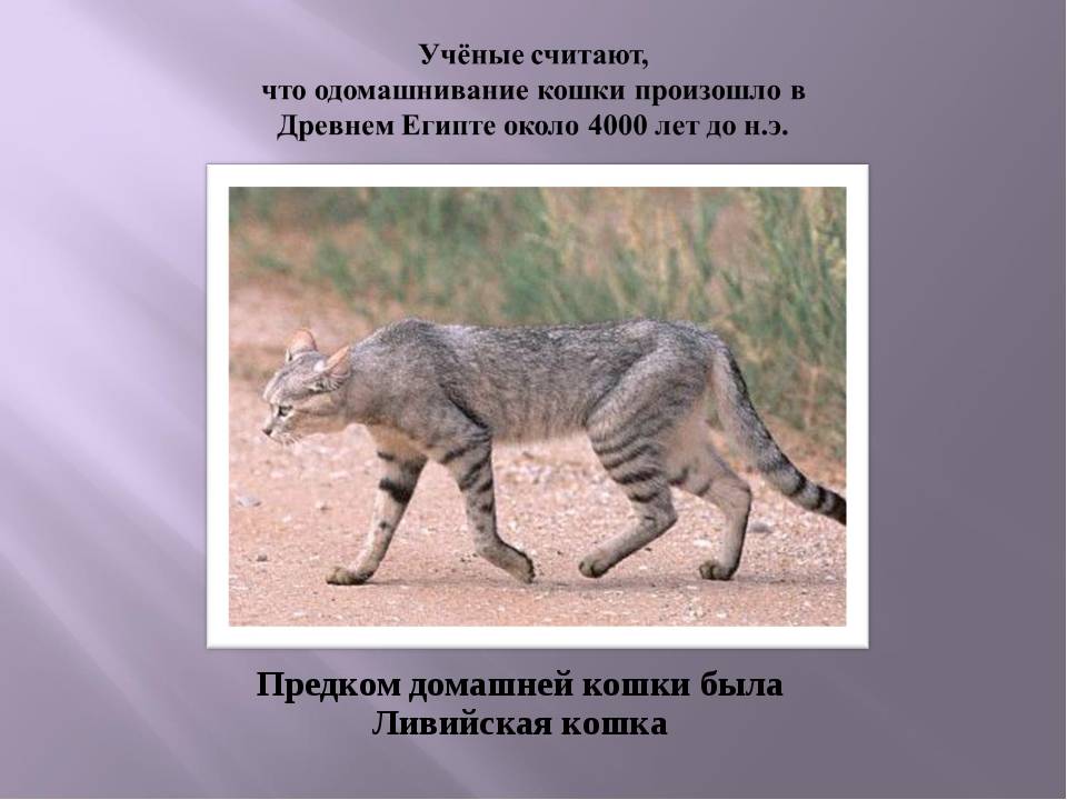 Кошачьи - описание семейства, виды, названия и фото животных