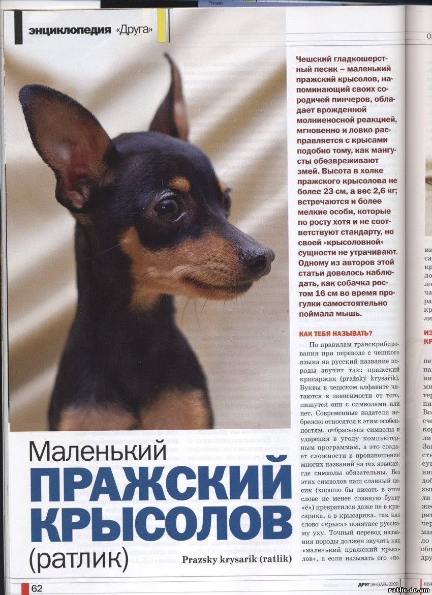 Пражский крысарик (ратлик) отличие с той терьером