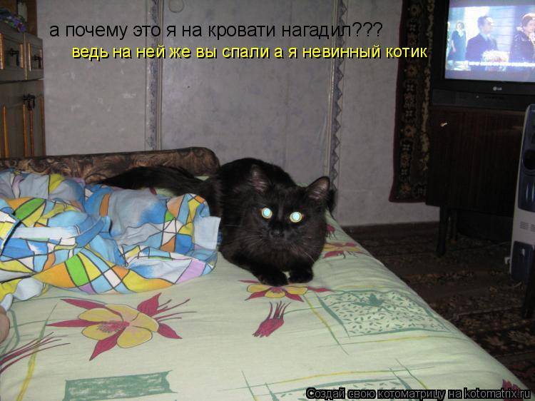 Кошка гадит на кровать — правильные действия хозяина что отучить