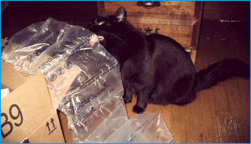 Кот лижет пакеты: причины и как отучить