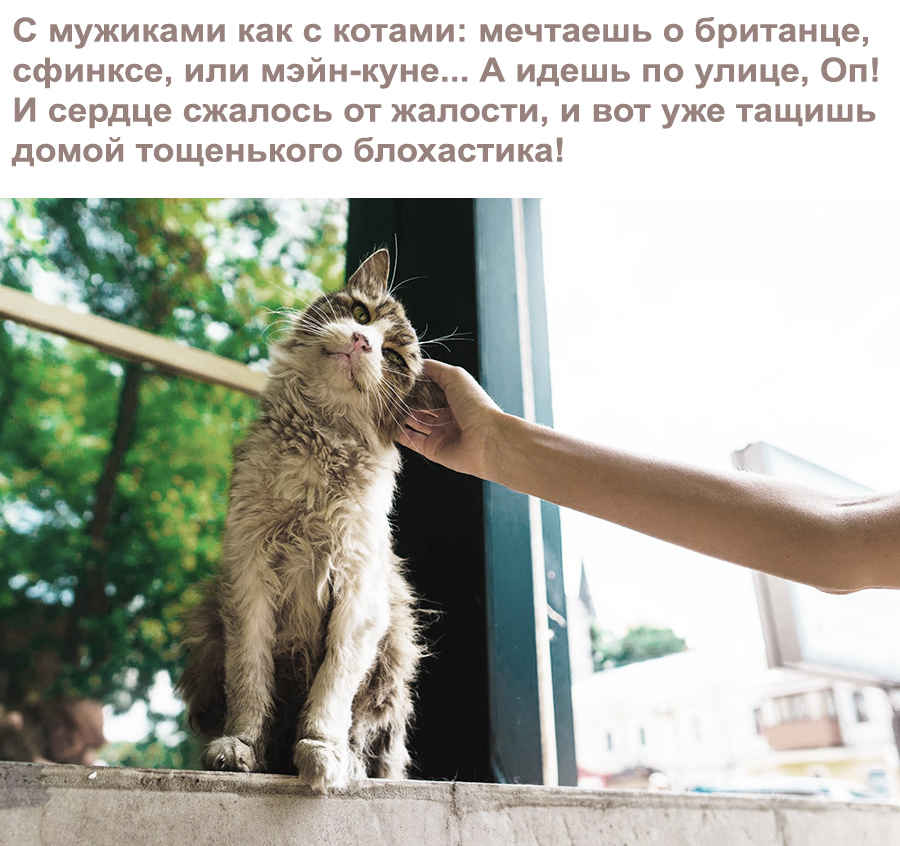 Шутки про котов