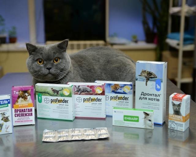 Чем лечить кошку от простуды в домашних условиях