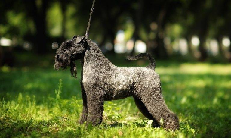 Порода собак керри-блю-терьер и ее характеристики с фото