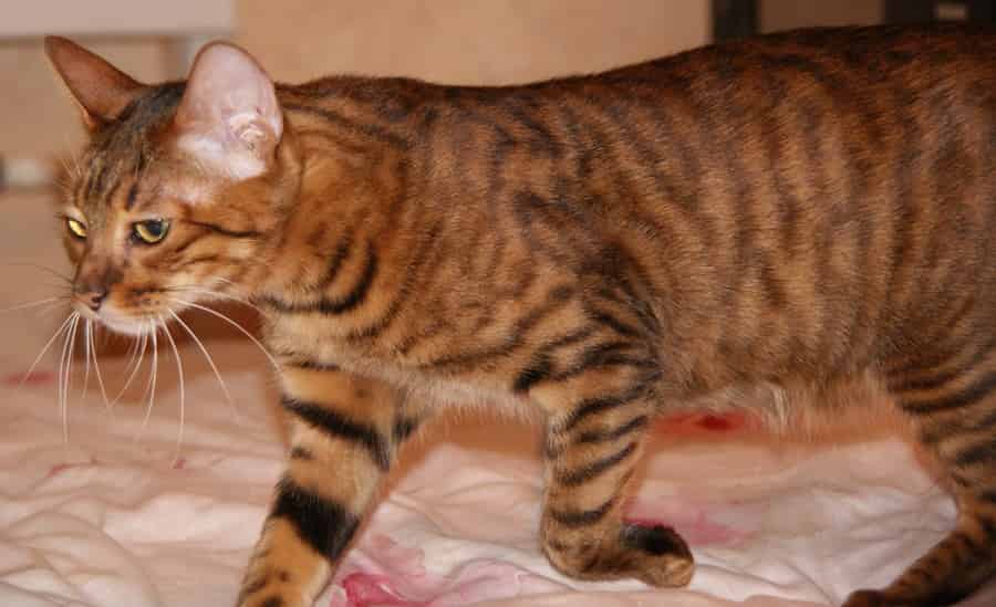 Порода кошек тойгер - характеристика и описание с фото и видео