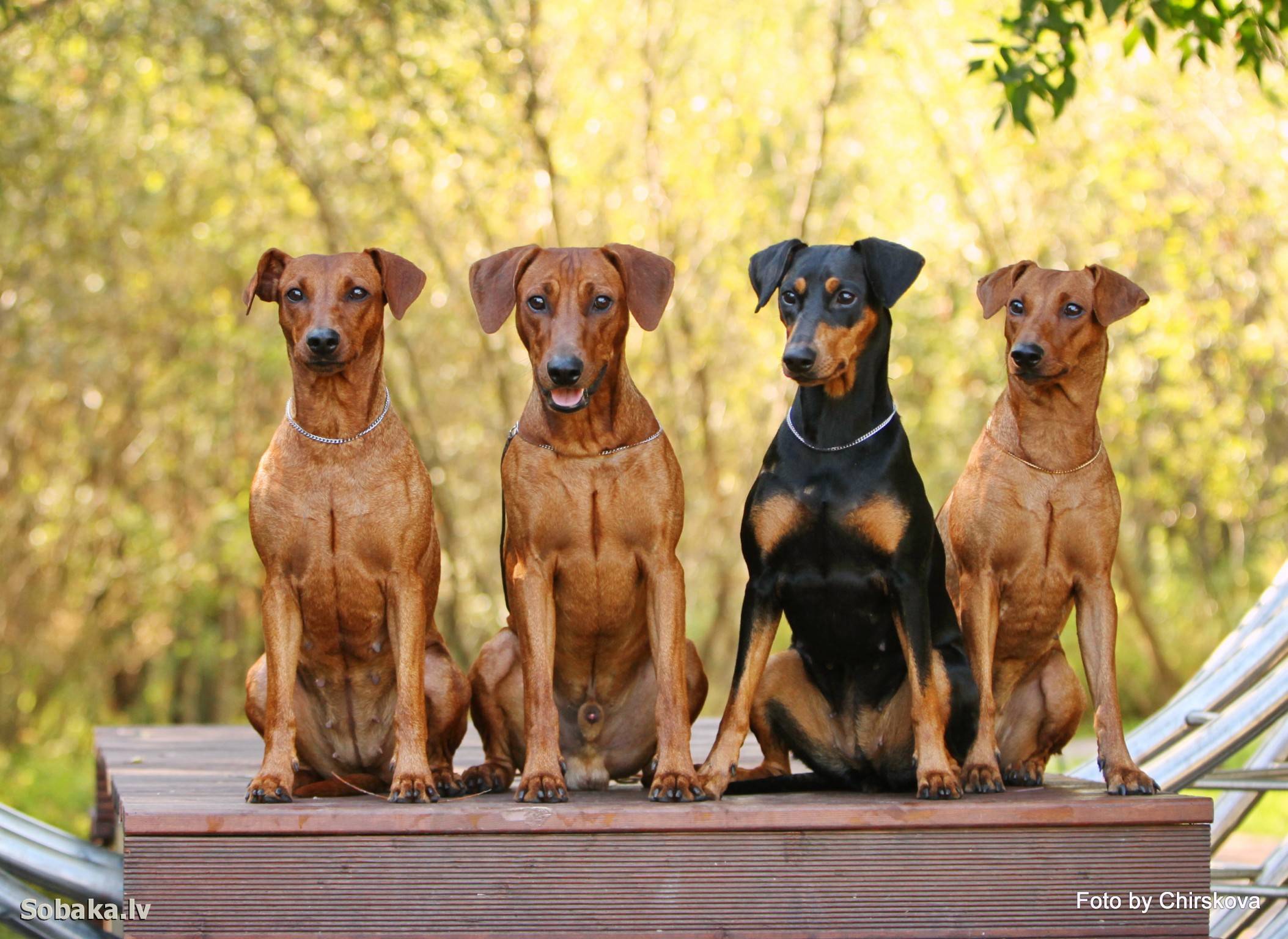Австрийский пинчер - породы собак | некоммерческий учебно-познавательный интернет-портал зоогалактика