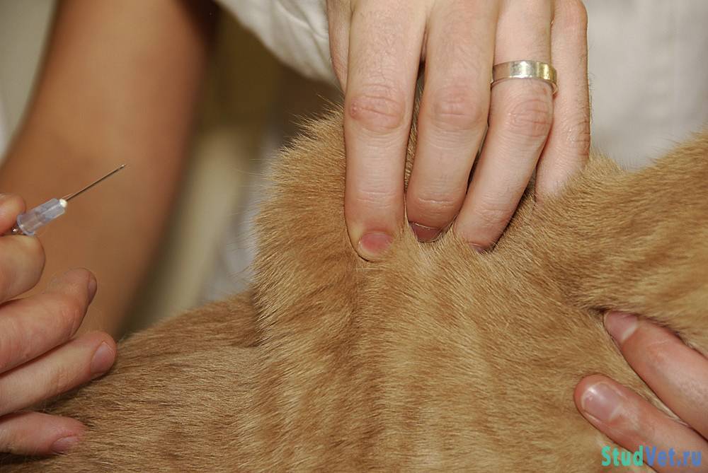Капельница коту на дому – правила проведения внутривенных манипуляций