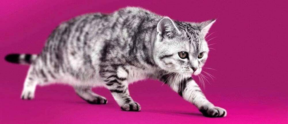Какой породы кот в рекламе вискас? - zhivomag