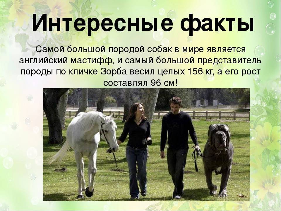 Лучшие породы собак для детей - для квартиры и частного дома с фото и описанием | petguru