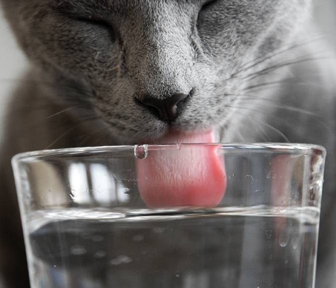 Кот много пьет воды и худеет понос. понос у кошек и котов - новая медицина