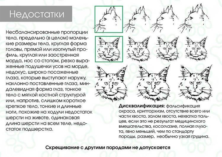 Как определить возраст котёнка