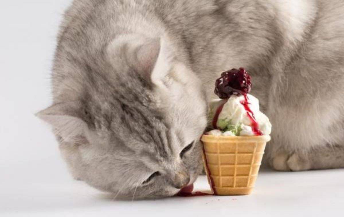 Можно ли кошкам мороженное
можно ли кошкам мороженное
