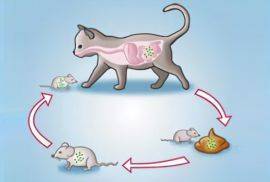 Токсоплазмоз у кошек: симптомы, лечение и профилактика