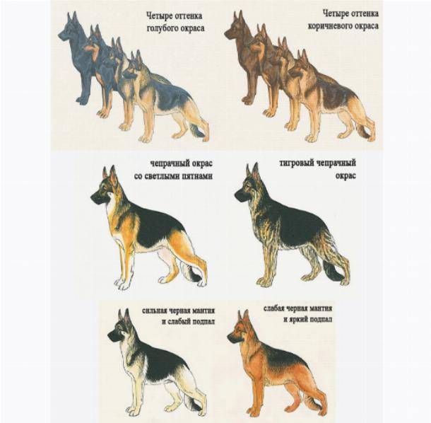 Породы немецких собак