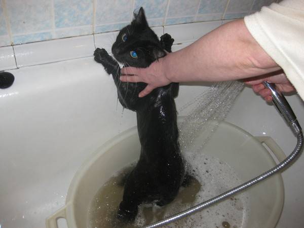 Как правильно купать котенка первый раз, чтобы он не боялся воды