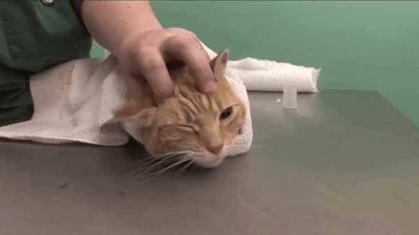 Чем промыть уши котенку в домашних условиях. чистят ли уши кошкам и котам и как правильно это делать? ушки бывают разными - новая медицина