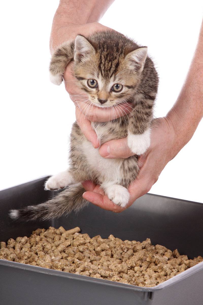 Как приучить кошку к рукам: советы и рекомендации
как приучить кошку к рукам: советы и рекомендации