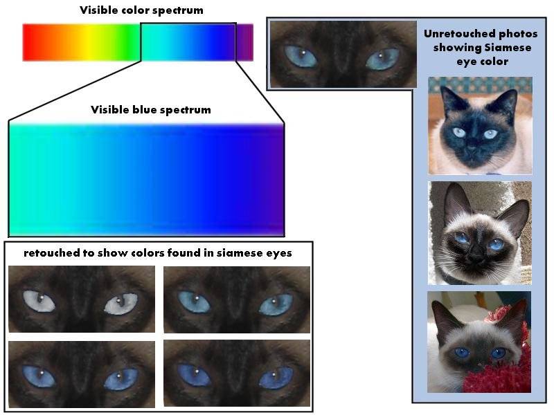 Как видят кошки: секреты и особенности восприятия животными окружающего мира