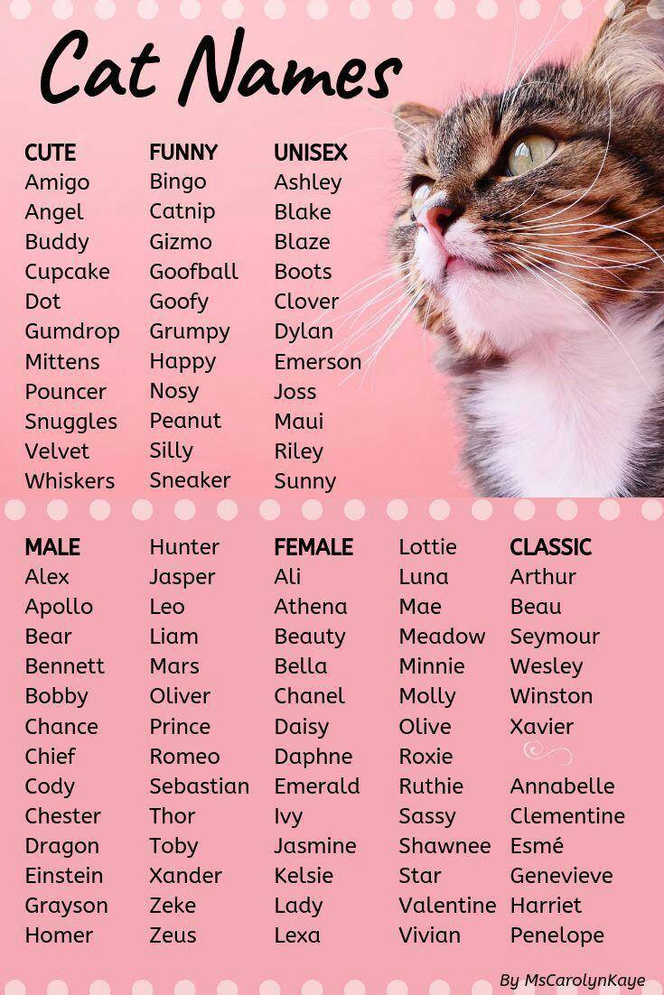 Клички для котов: принципы выбора имени для котят, примеры оригинальных и забавных прозвищ