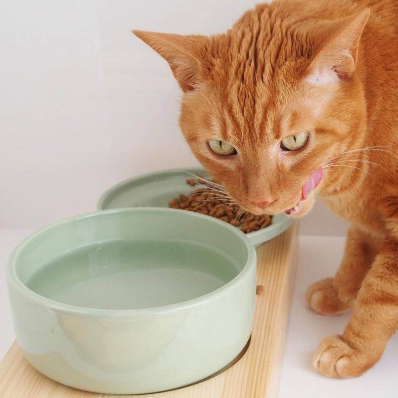 Можно ли кормить кошку сухим кормом и натуральной пищей одновременно?