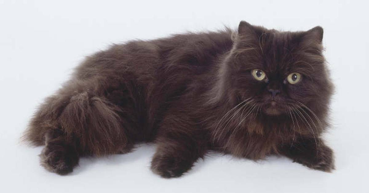 Подробное описание йоркской кошки шоколадного окраса: стандарт породы