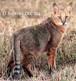 Камышовый кот (50 фото): сколько стоит, как выглядит, болотная рысь в домашних условиях, чем питается животное, какой породы котята