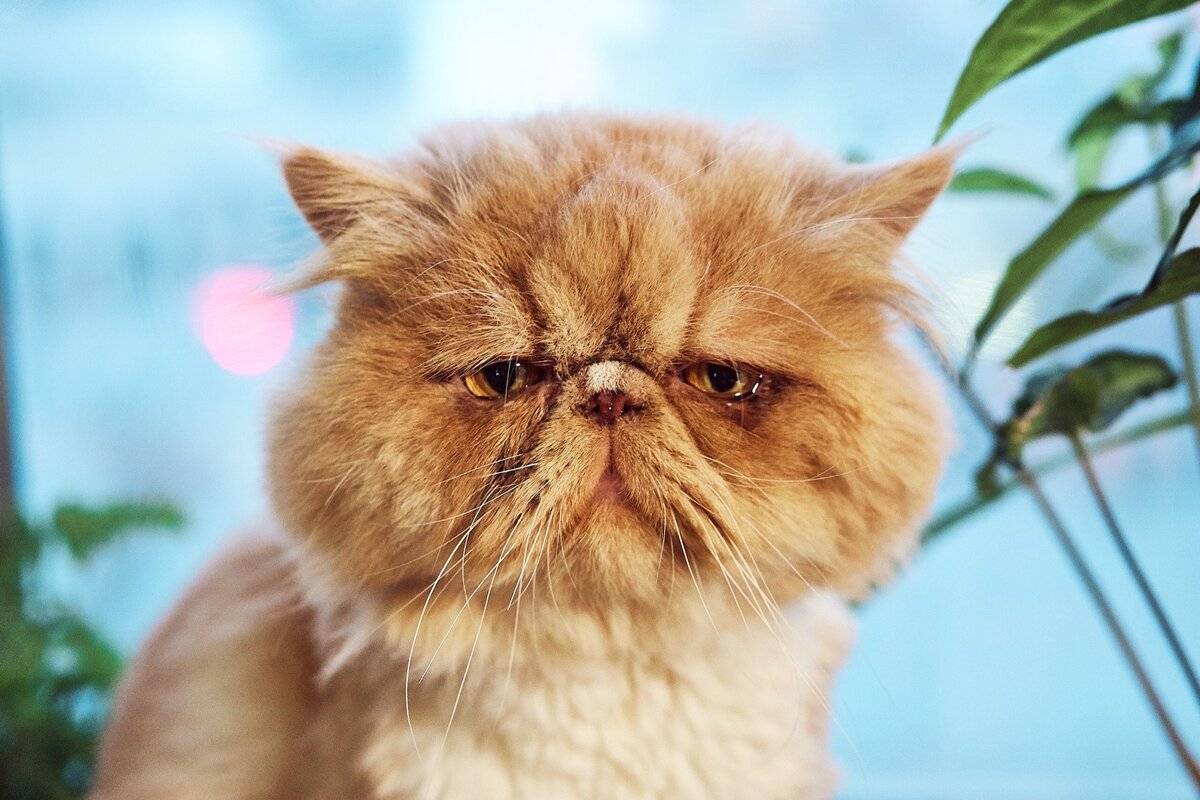 Породы кошек с приплюснутой мордой: фото и факты | сайт «мурло»