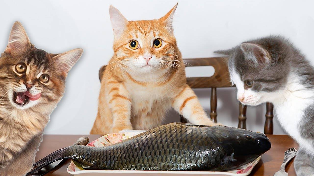 Можно ли кошкам рыбу с костями: острые и опасные.