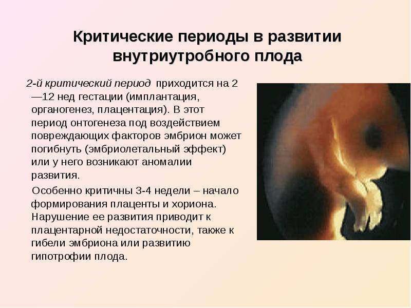 Беременность сфинкса: особенности протекания, сроки вынашивания, роды